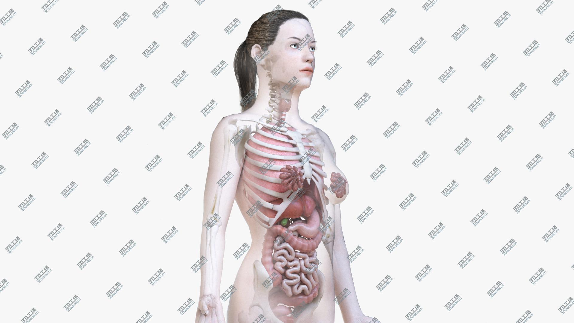 images/goods_img/20210313/Female Body, Skeleton and Organs (Low Poly) 3D model/1.jpg